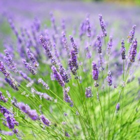 Lavandula Angustifolia "Munstead Strain", true lavender